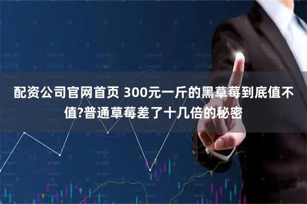 配资公司官网首页 300元一斤的黑草莓到底值不值?普通草莓差了十几倍的秘密